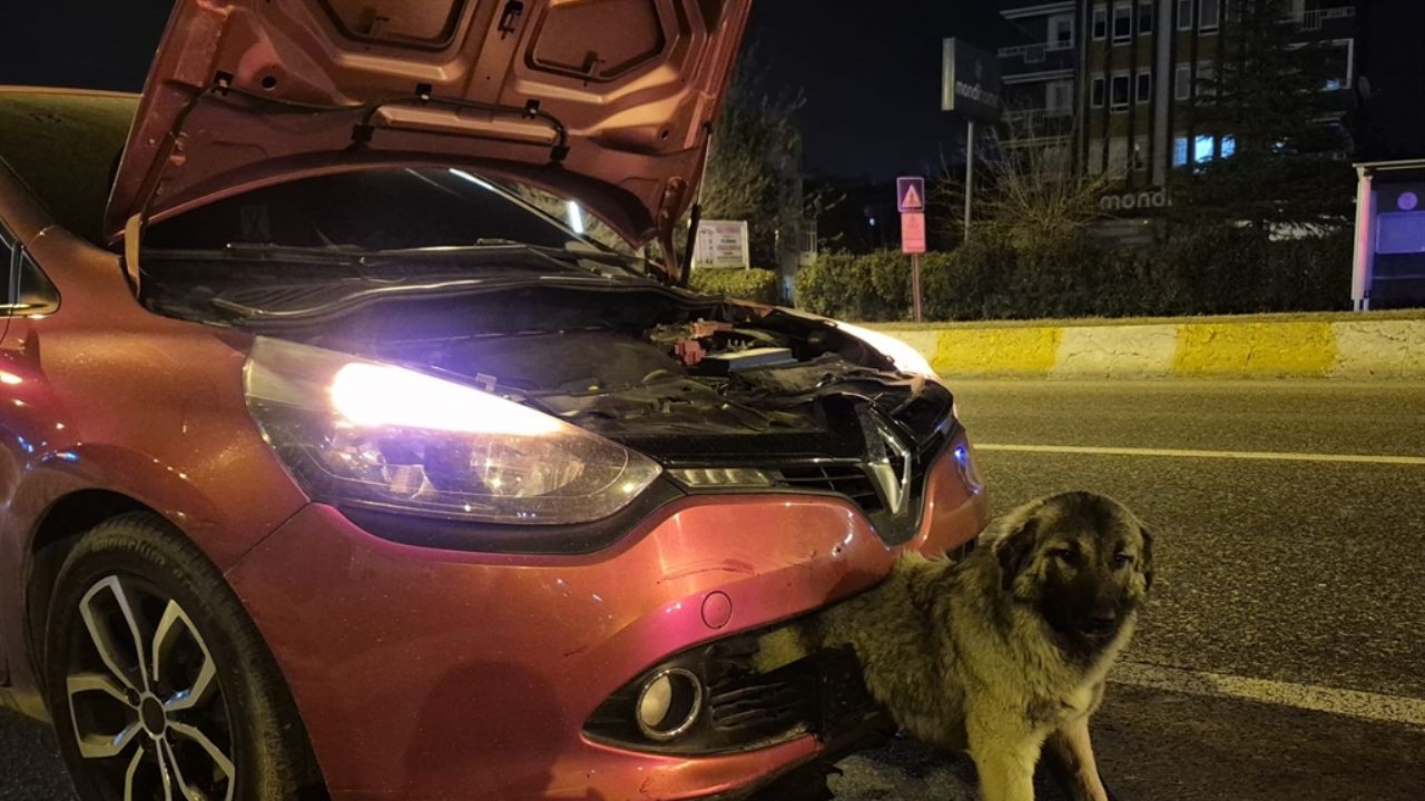 Gece Saatlerinde Köpeğe Çarpan Araç Kazası