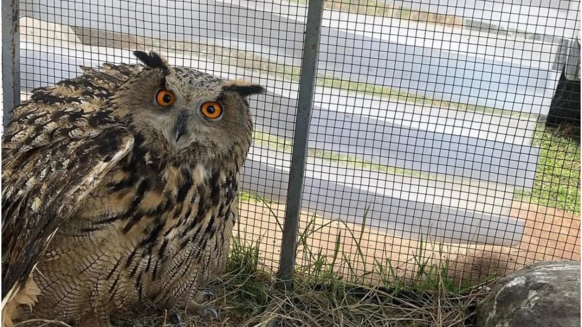 Iğdır’da Puhu Kuşu Kurtarıldı