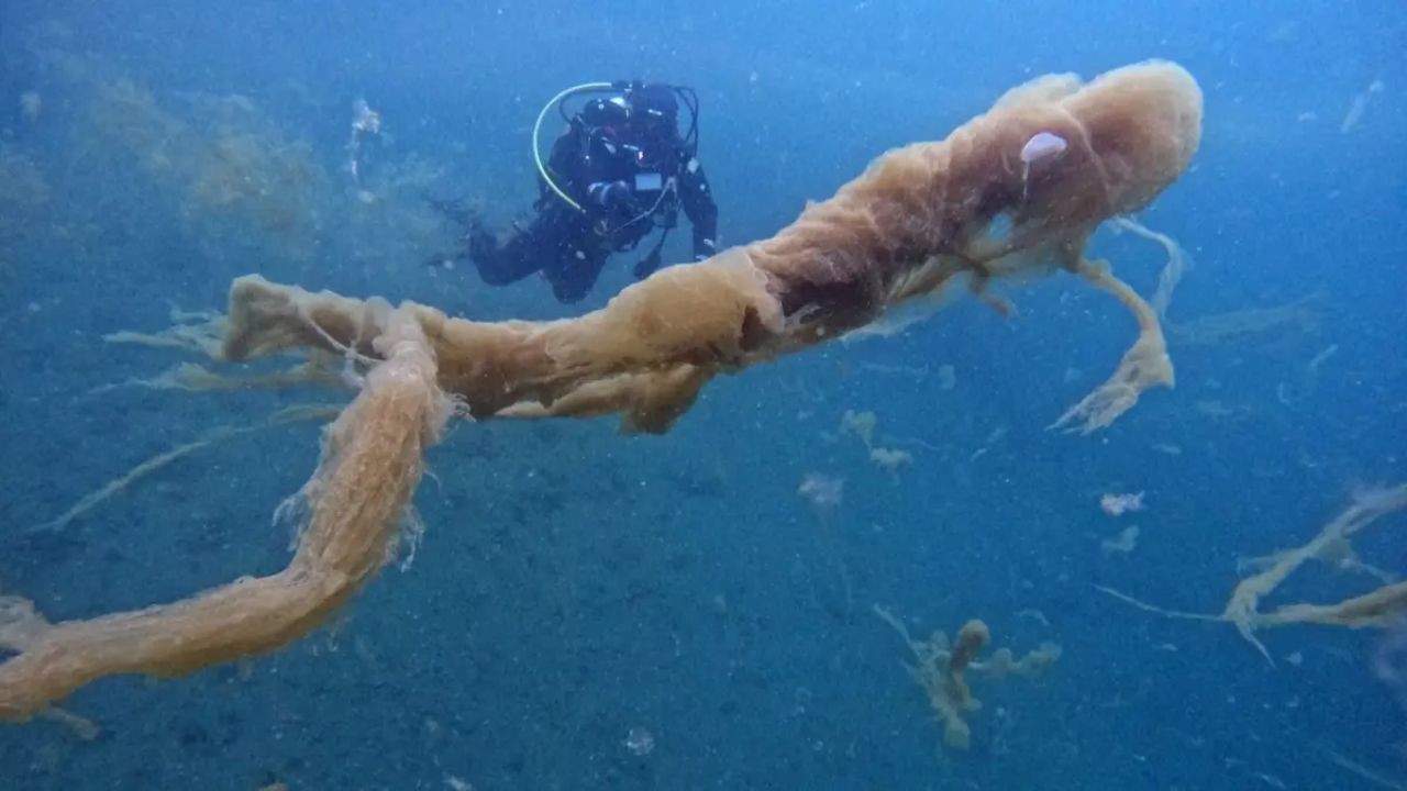 Marmara Denizi’nde Müsilaj Sorunu ve Çözüm Önerileri