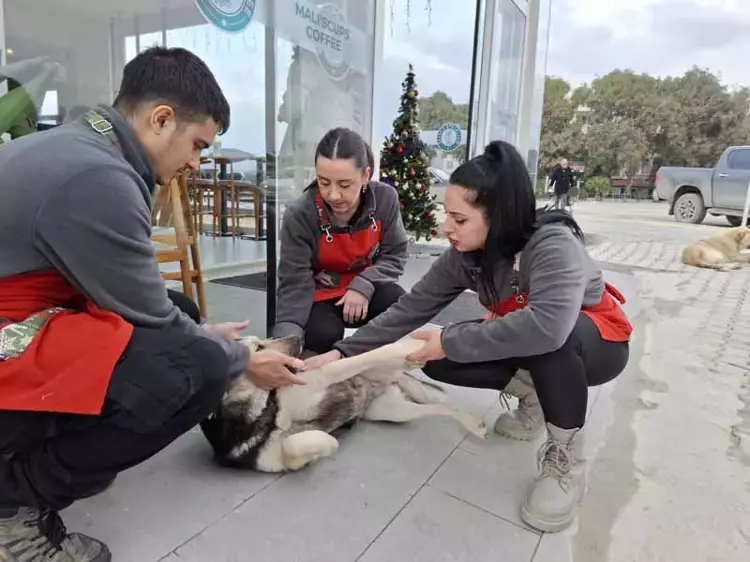 Samandağ'da Sokak Köpeklerine Şefkat Eli