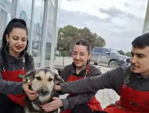 Samandağ’da Sokak Köpeklerine Sıcak Yuvalar