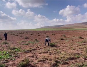 Şanlıurfa’da Bej Domatesi Koruma Altına Alınıyor