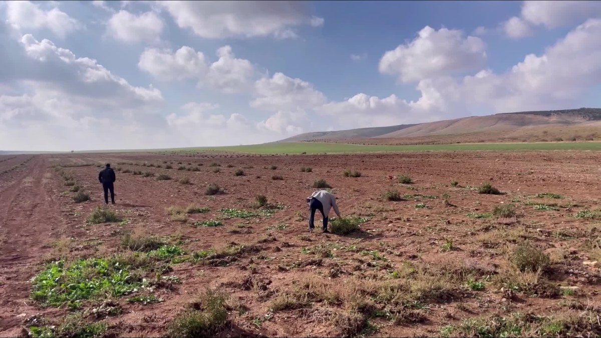 Şanlıurfa’da Bej Domatesi Koruma Altına Alınıyor